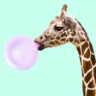 giraf met kauwgum